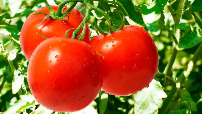 Особенности выращивания ультраскороспелых томатов в условиях теплицы