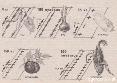 план посадки овощей на огороде схемы