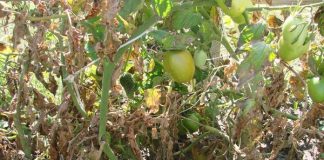 Пораженные фитофторой погибающие посадки томатов