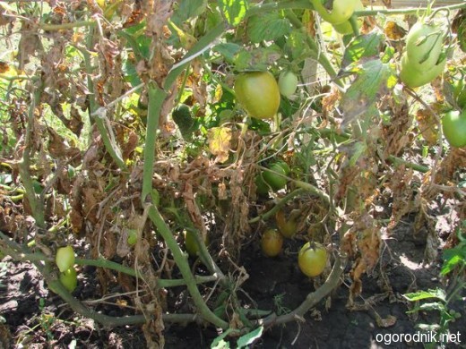 Пораженные фитофторой погибающие посадки томатов