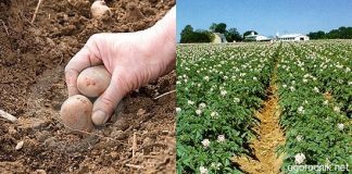 Как подготовить почву под посадку картофеля
