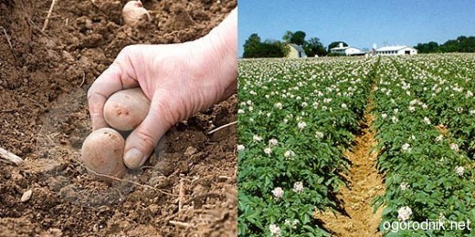 Как подготовить почву под посадку картофеля