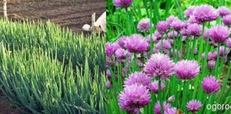 Как выращивать многолетний лук и его разновидности