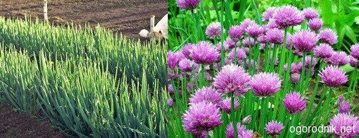 Как выращивать многолетний лук и его разновидности
