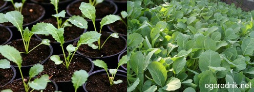 Как правильно вырастить рассаду капусты