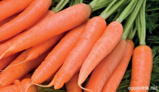 Лучшие сорта моркови для хранения