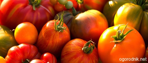 Лучшие сорта томатов для теплиц в 2013 году
