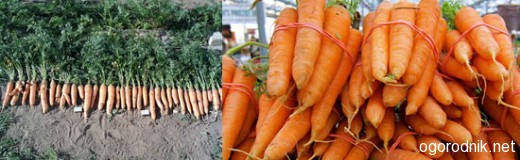 Как сохранить урожай моркови