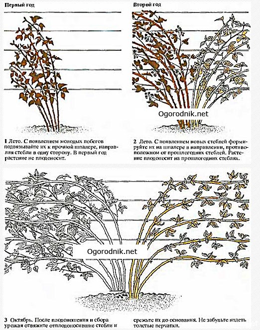 Обрезка ежевики осенью: уход и схема формирования куста