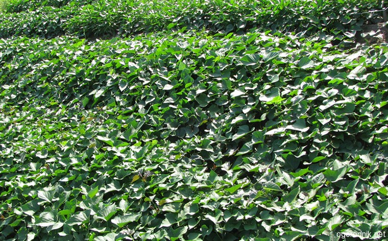 Выращивание батата и его полезные свойства