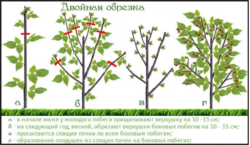 Когда обрезать малину: перед зимой или весной? Как обрезать после сбора урожая? Сроки обрезки верхушек в Подмосковье и Сибири