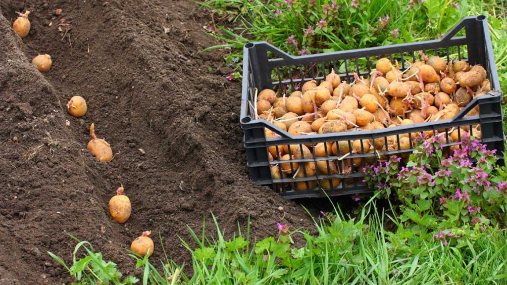 Как посадить картофель под солому