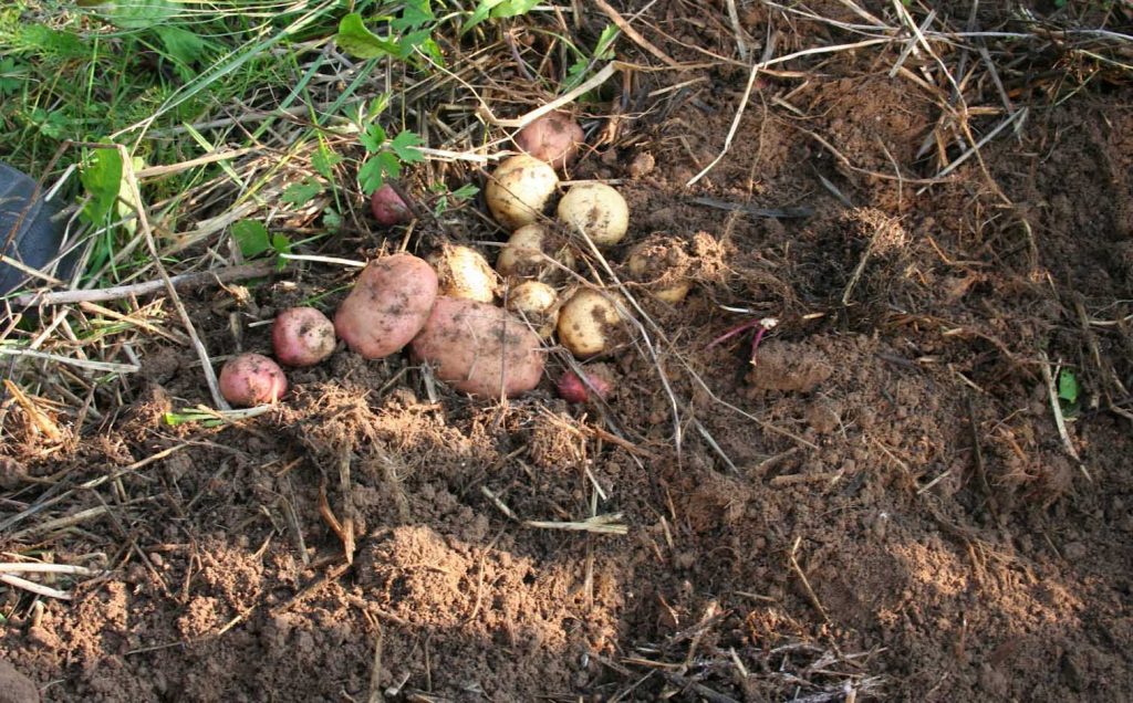 урожай картофеля под соломой