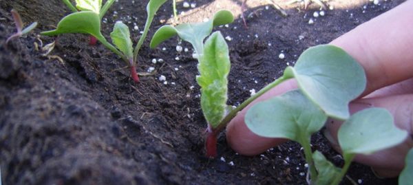 как вырастить редис в открытом грунте
