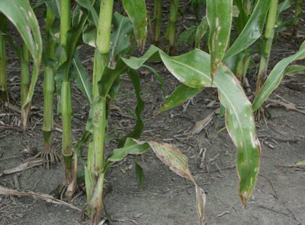нехватка азота для роста кукурузы