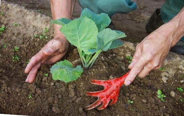 как правильно вырастить цветную капусту