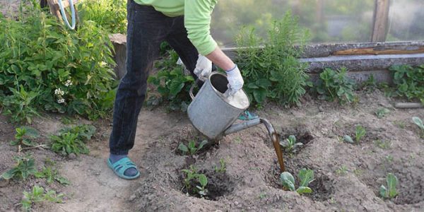 как правильно вырастить цветную капусту из рассады