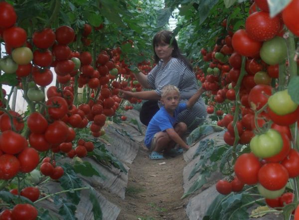как увеличить урожай помидоров