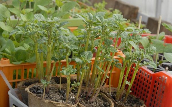 технология выращивания картофеля из семян