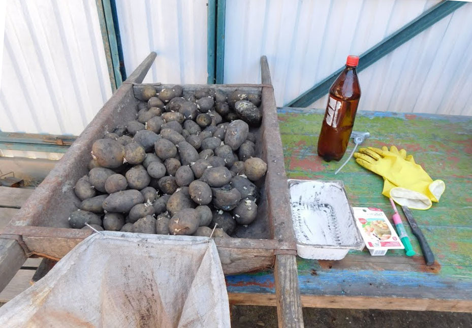 Можно ли обрабатывать картошку. Обработка картошки. Протравка картофеля. Обработка клубней картофеля фитоспорином.