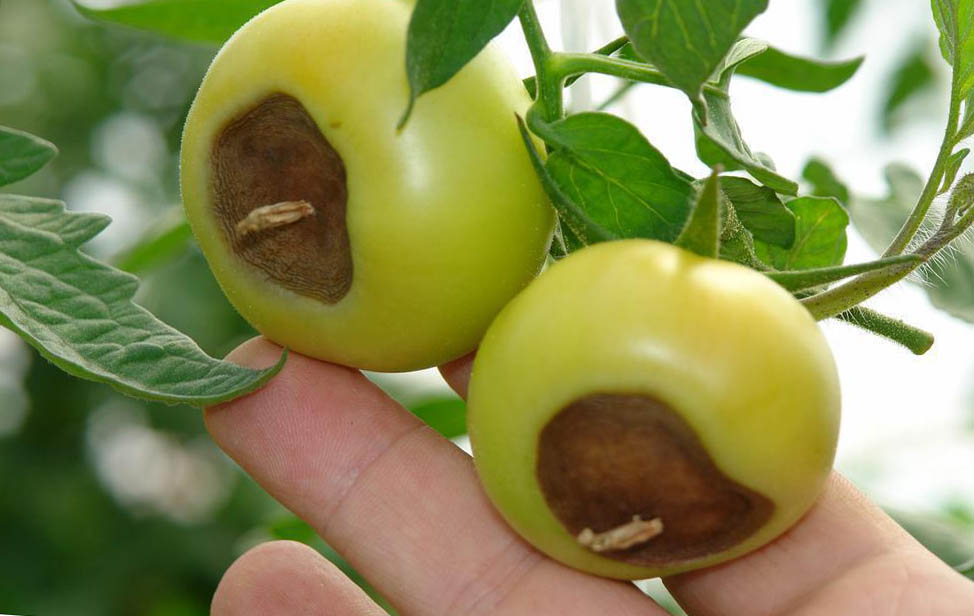 Гниль на помидорах