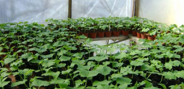 Выращивание кабачков в теплице: преимущества и технологии посадки
