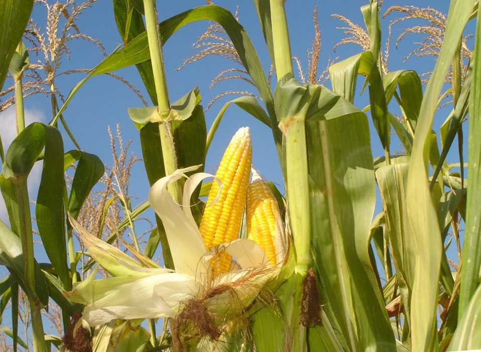 Технология выращивания кукурузы: сорта, посадка и уход