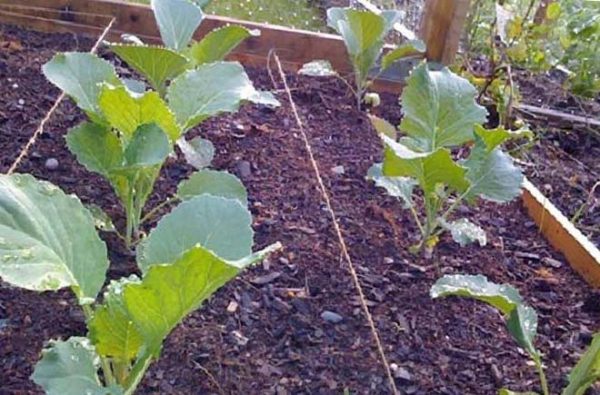 Савойская капуста: посадка, выращивание и уход