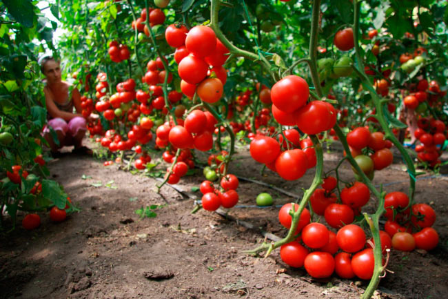 Бизнес план с расчетами по выращиванию томатов в теплице thumbnail