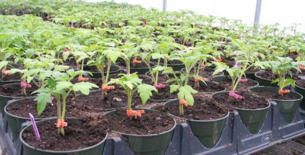 Как посадить помидоры (томаты) на рассаду