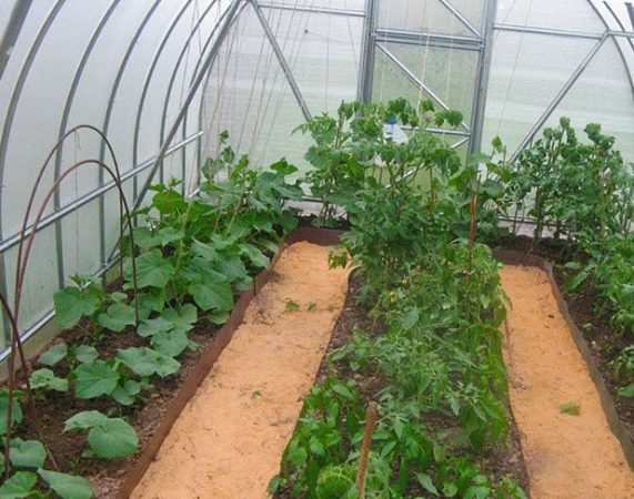 Выращивание кабачков в теплице: преимущества и технологии посадки