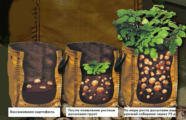 Выращивание картофеля в мешках