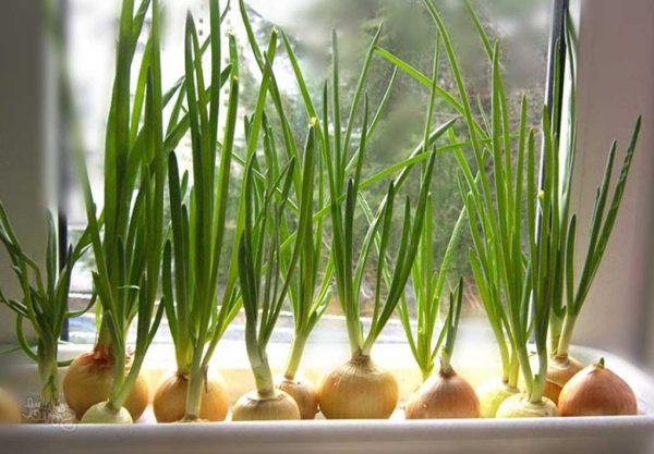 Как вырастить лук зеленый из семян thumbnail