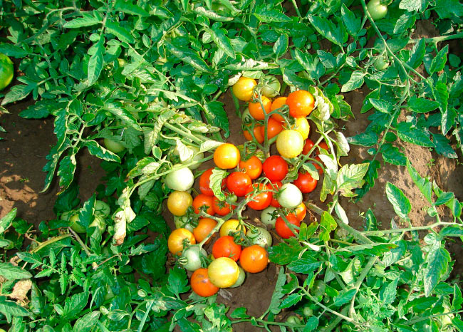 Формирование плодов томатов