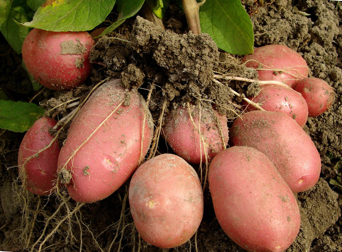 Голландская технология выращивания картофеля