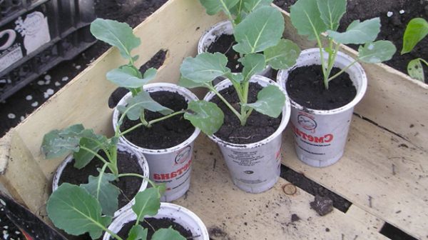 Як виростити розсаду капусти