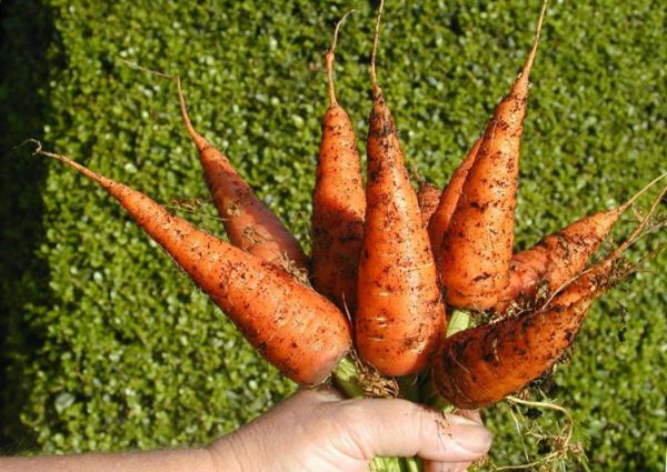 Как сохранить урожай моркови