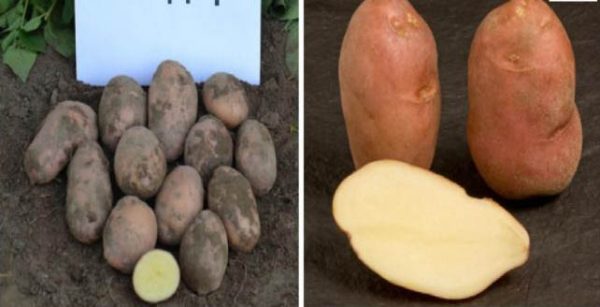 Выращивание картофеле по голландской технологии