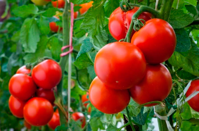 О том как формировать помидоры в теплице из поликарбоната в один, два, три стебля