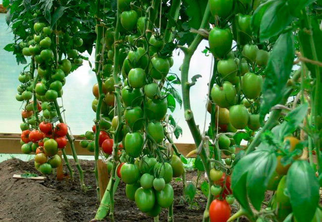 Кусты томатов в теплице