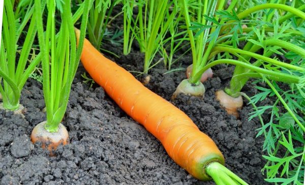Морковь: посадка и уход в открытом грунтке