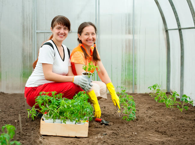 Как правильно выращивать в теплице помидоры зимой?