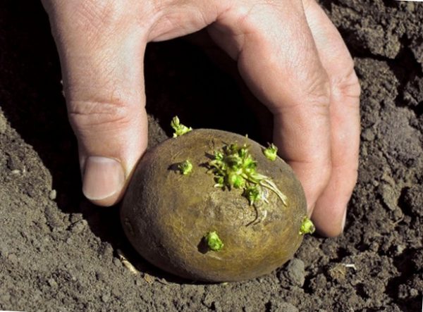 як проростити молоду картоплю для літньої посадки