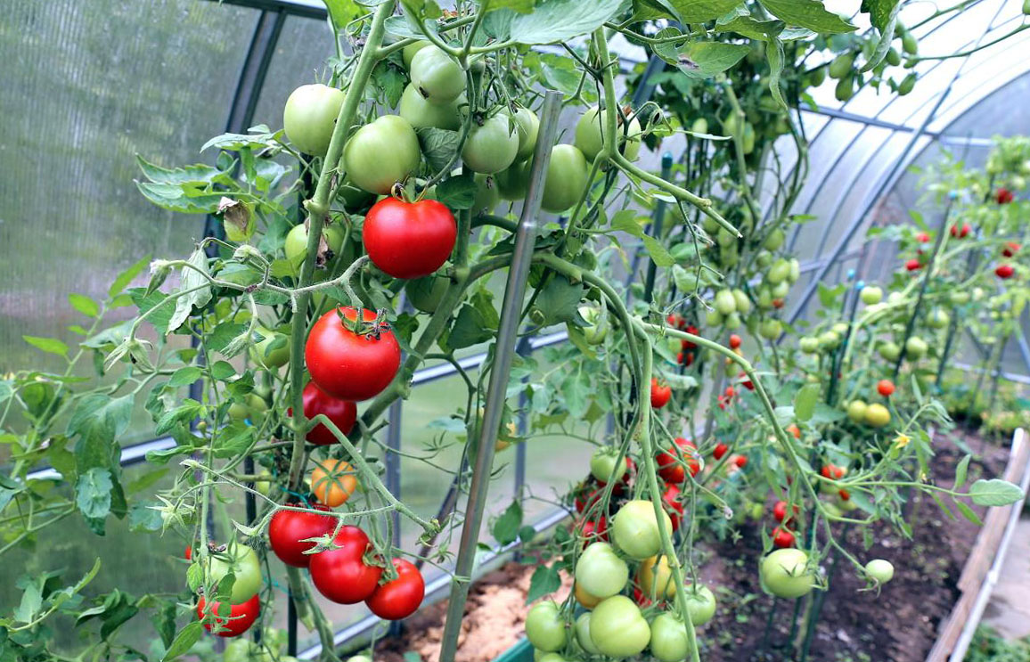 Самые лучшие 46 сортов томатов для теплицы: описание с фото и отзывы о них
