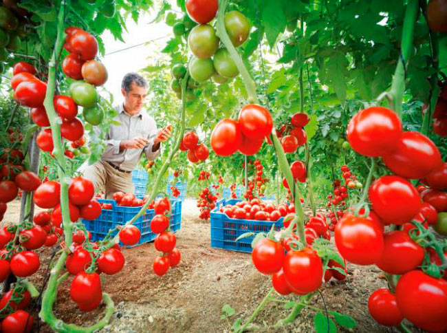 Подготовка почвы в теплице под помидоры: грунт и земля