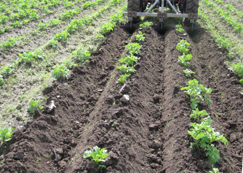 Как посадить картофель мини трактором