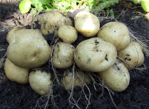 выращивание раннего картофеля