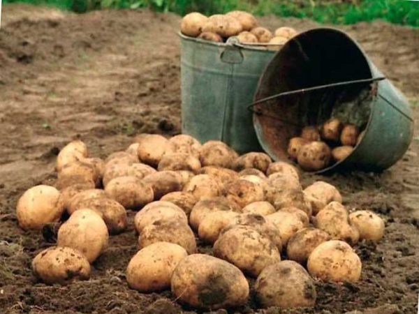 Сбор  урожая картофеля