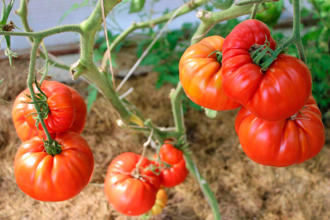 Какие сорта помидоров лучше всего подойдут для Урала