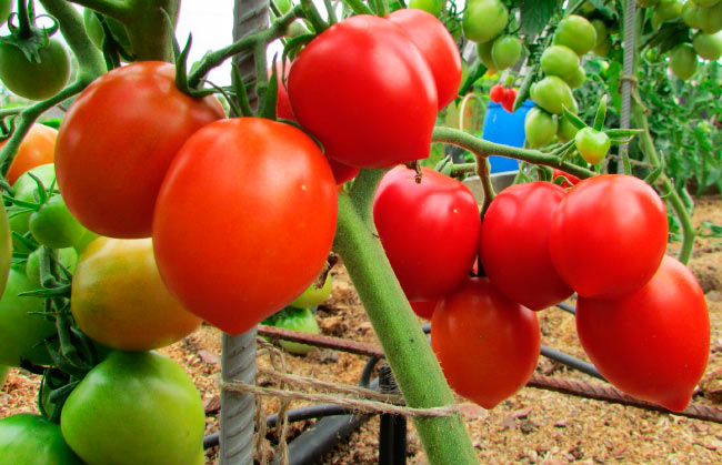 Новые сорта помидоров для теплиц